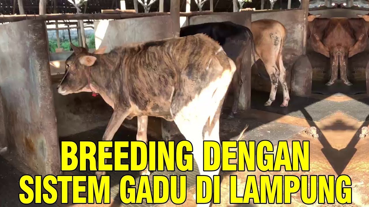 
                                 Usaha-Peternakan-Sapi-Lampung-Breeding-Sistem-Gadu